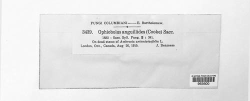 Ophiobolus anguillides image